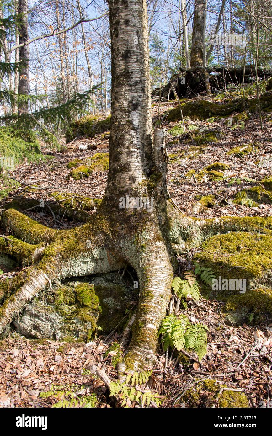 USA, Vermont, Morrisville, Jopson Lane, Waldboden im frühen Frühjahr, Buchenwurzeln Stockfoto