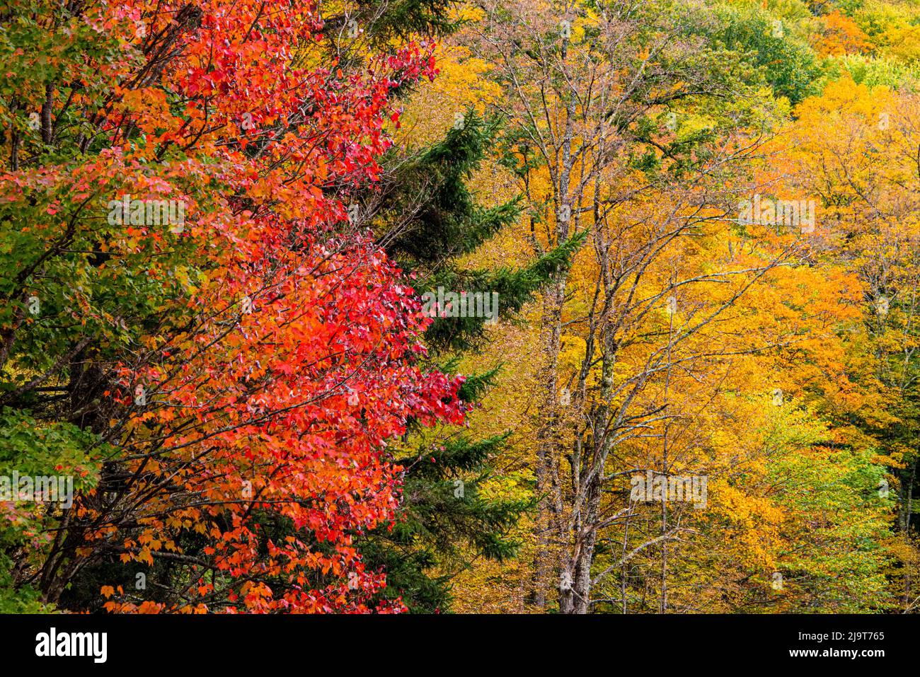 USA, Vermont, Herbstlaub im Mad River Valley entlang des Weges zu den Warren Falls Stockfoto