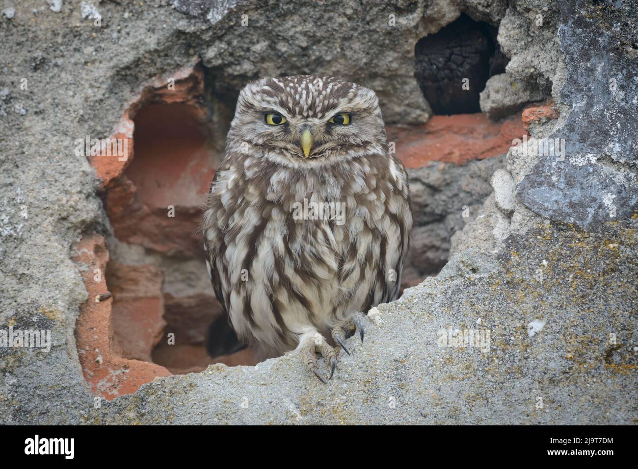 Kleine Eule Athen noctua, die in der Dämmerung in einem Loch einer Hauswand ruht. Wildvögel in Portugal, Europa Stockfoto