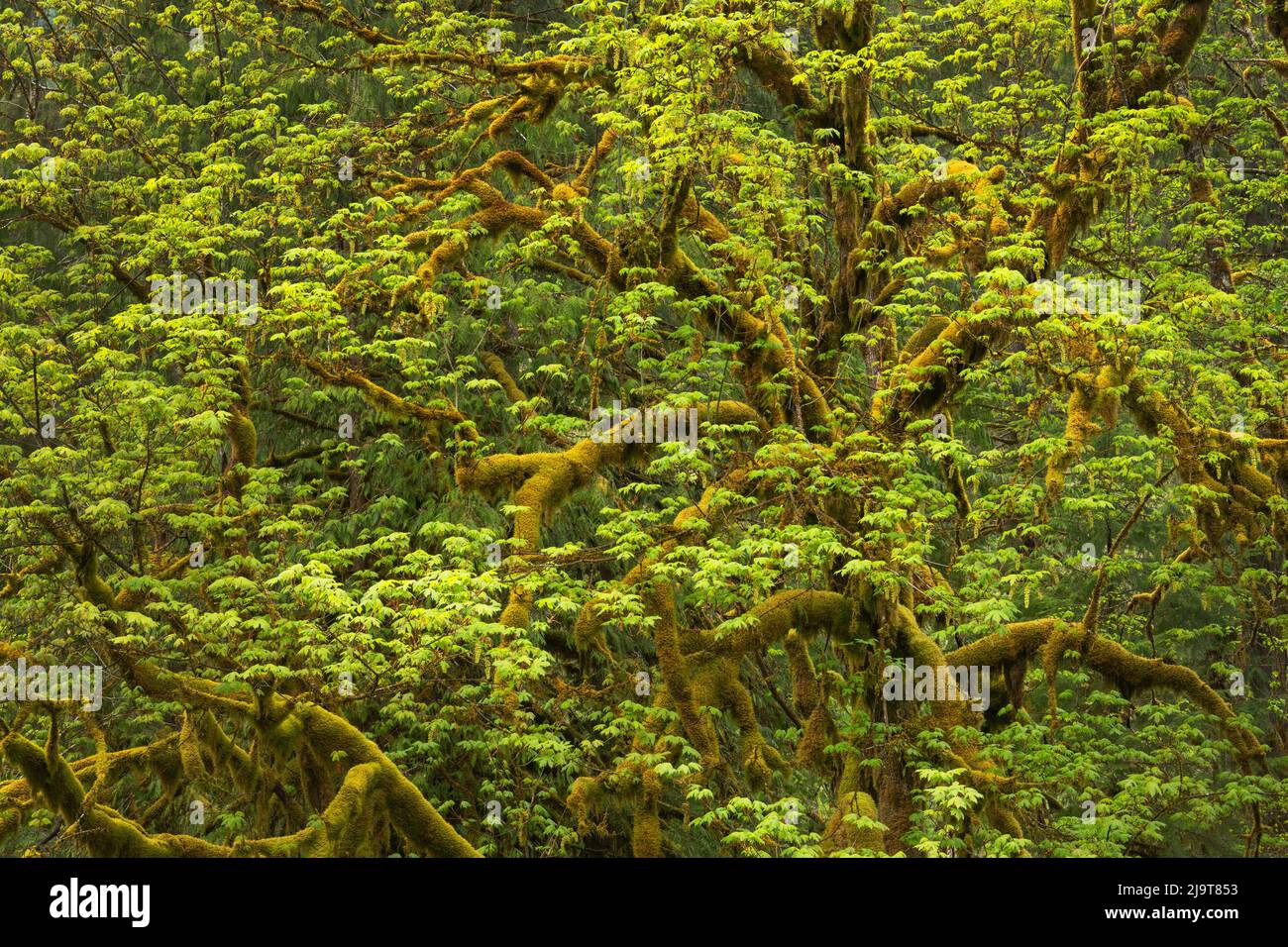 Big Leaf Maple, Mount Baker Snoqualmie National Forest, North Cascades, Washington State. Stockfoto