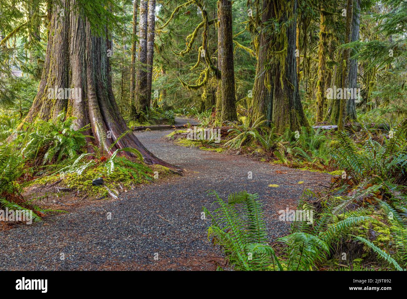 USA, Washington State, Olympic National Park. Weg durch moosigen Wald. Stockfoto