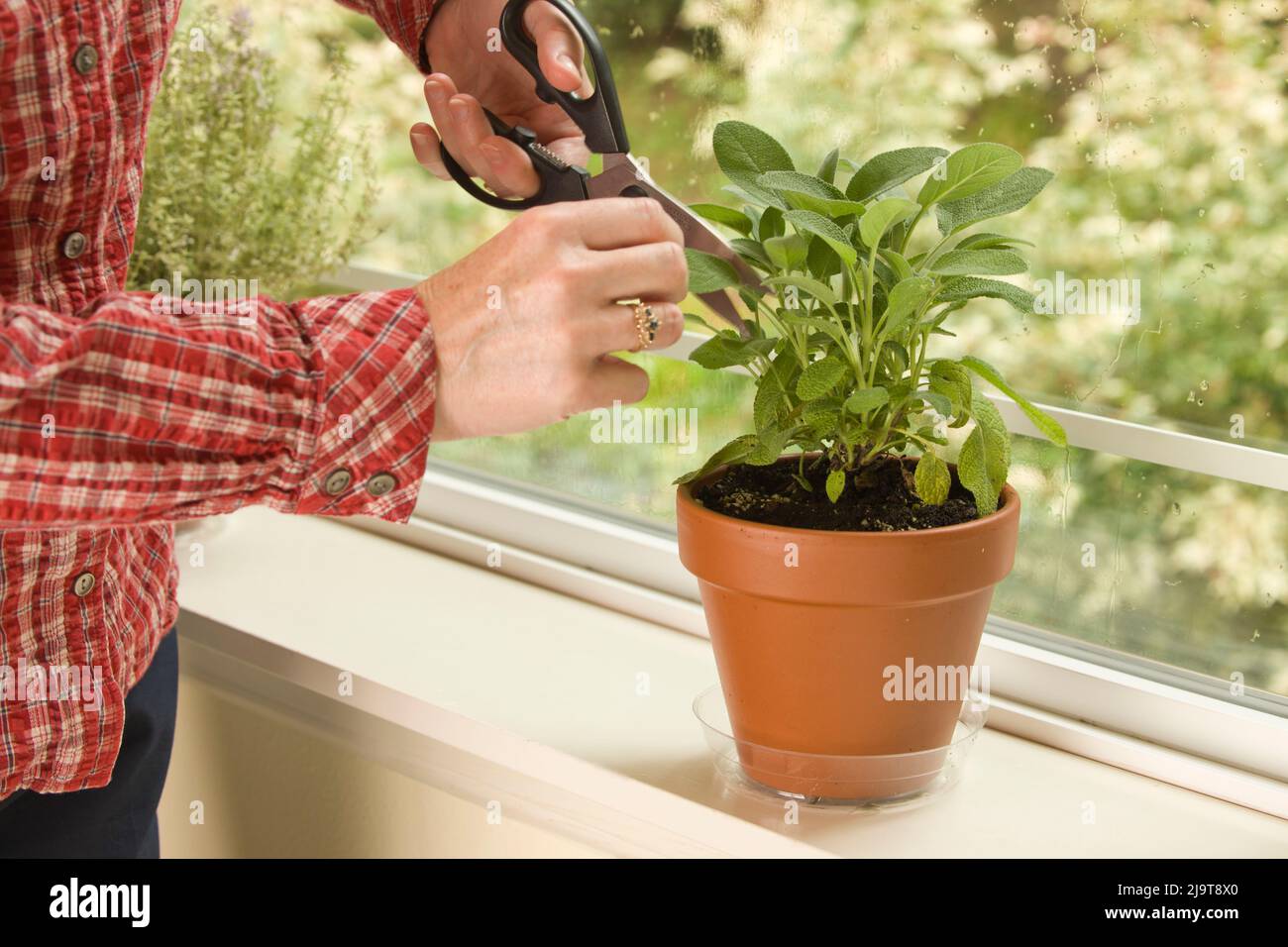 Issaquah, Staat Washington, USA. Frau kürt ein Blatt von einer Berggarten-Salbei-Kräuterpflanze, die auf einer Fensterbank ruht. (MR) Stockfoto