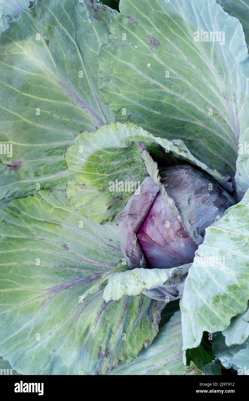 Issaquah, Staat Washington, USA. Ruby Ball Kohlkopf wächst in einem Gemüsegarten. Ruby Ball bleibt eine große ganze Saison, Rotkohl. Fest, 6-8 Zoll Stockfoto