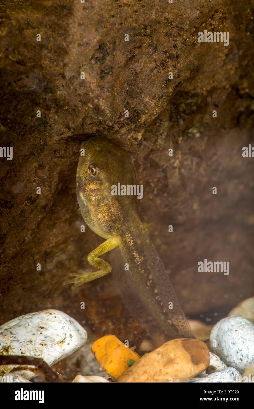 Issaquah, Staat Washington, USA. Pacific Tree Frog Kaulquappe (auch Pollywog oder polliwog genannt) ist das Larvenstadium im Lebenszyklus einer Amphibie, Stockfoto