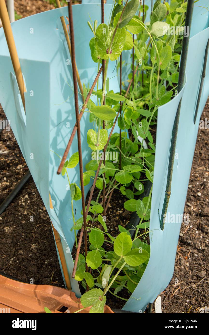 Issaquah, Staat Washington, USA. Erbstück Golden Sweet Snow Pea Pflanzen umgeben von Kunststoff als organische Schädlingsbekämpfung Abschreckung gegen mi handeln Stockfoto