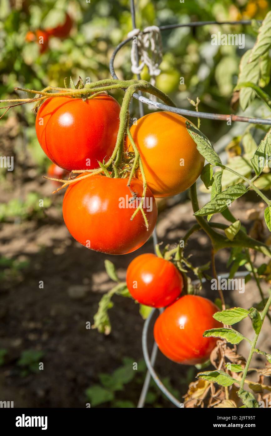 Bellevue, Staat Washington, USA. Reife Willamette-Tomaten auf der Rebe. Es handelt sich um eine früh bestimmte, mittelgroße Tomate mit einem milden, säurearmen Geschmack. Stockfoto