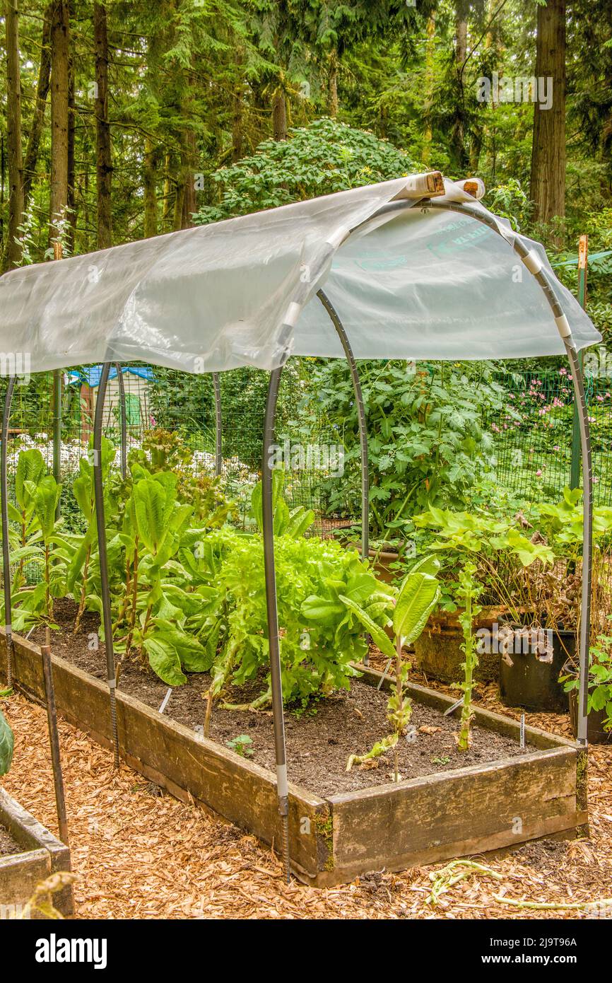 Issaquah, Washington State, USA. Kopfsalat wächst in einem überdachten erhöhten Bett Garten, es von der Regen zu schützen und eine längere Vegetationsperiode zu geben. Stockfoto