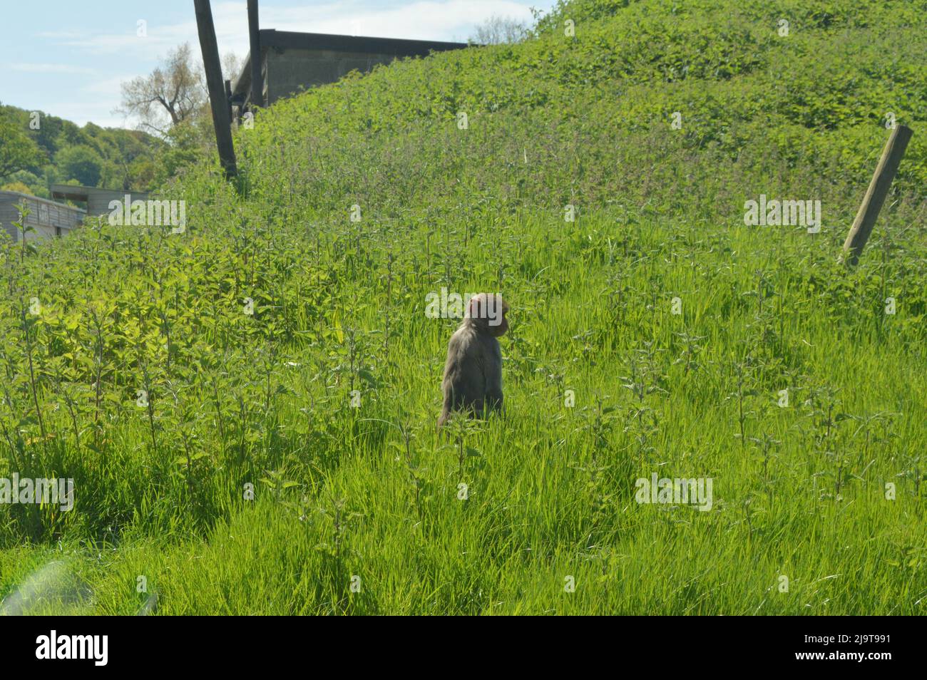 Kleiner Affe, der draußen auf dem Grasfeld sitzt Stockfoto