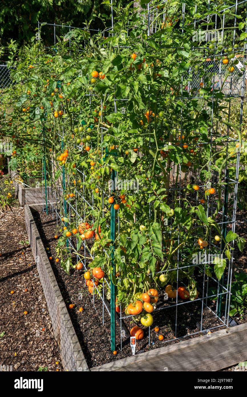 Issaquah, Staat Washington, USA. Bush Early Girl Tomatenpflanzen in Tomatenkäfigen, die in einem Hochbeet-Garten wachsen. Stockfoto