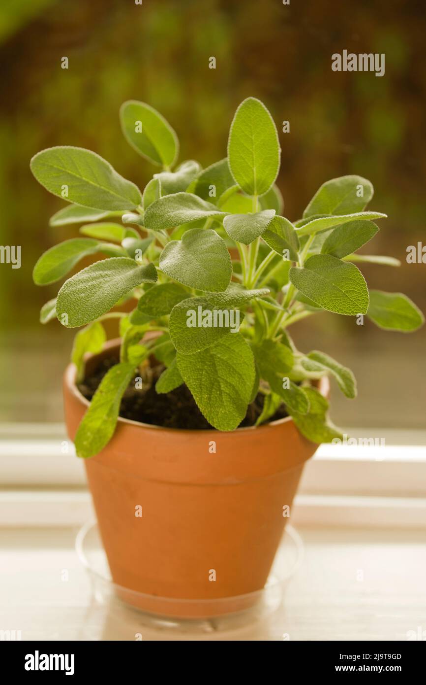 Issaquah, Staat Washington, USA. Tontopf mit Berggarten-Salbei auf einer Fensterbank Stockfoto