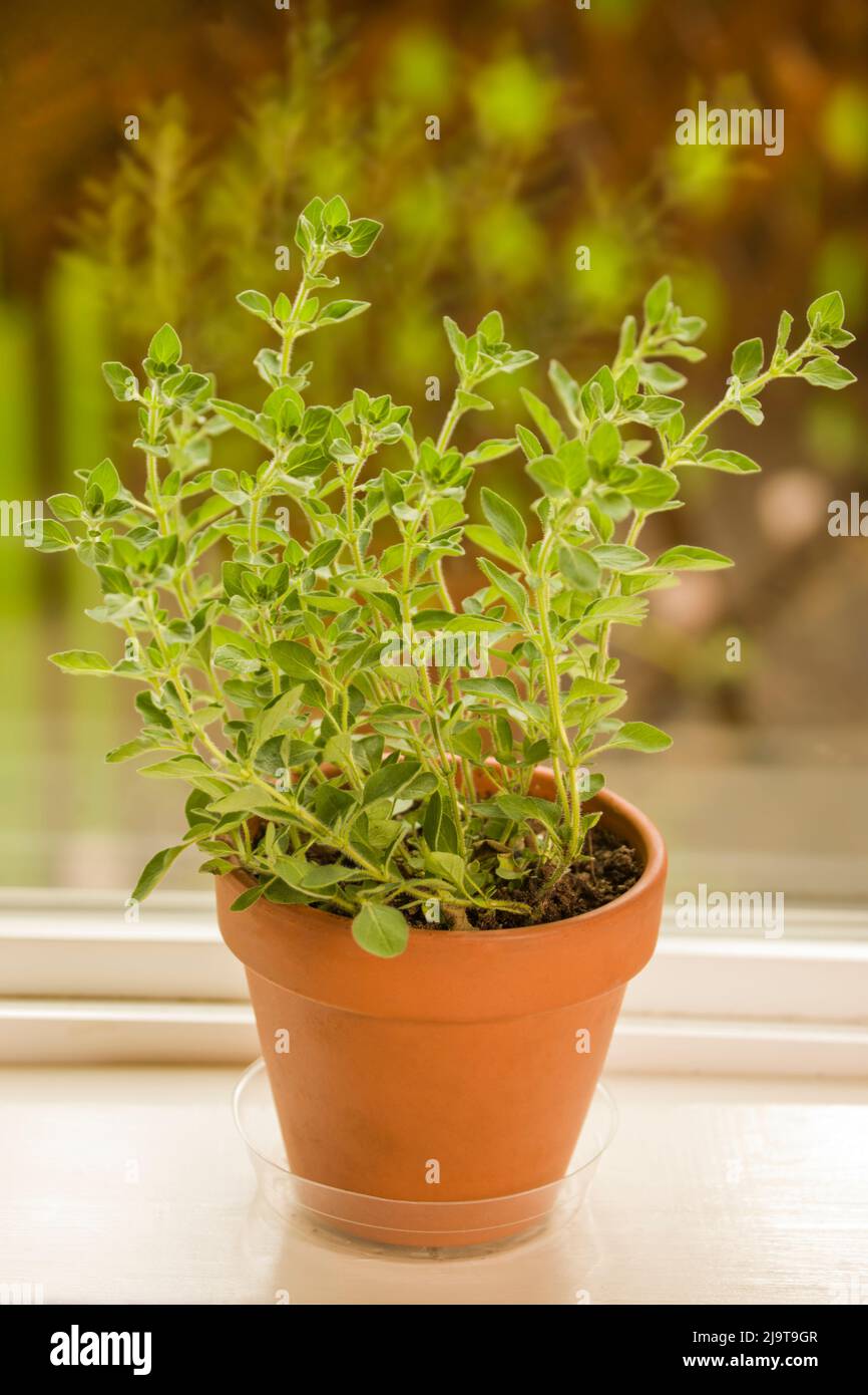 Issaquah, Staat Washington, USA. Tontopf mit griechischem Oregano auf einer Fensterbank Stockfoto
