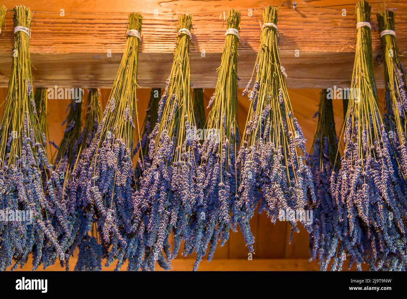 San Juan Island, Staat Washington, USA. Lavendelbüschen zum Trocknen aufgehängt. Stockfoto