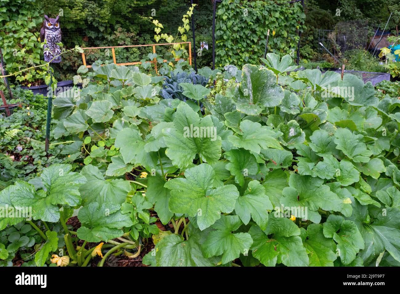 Issaquah, Staat Washington, USA. Dicke Gruppe von Pattypan Squash Pflanzen Stockfoto