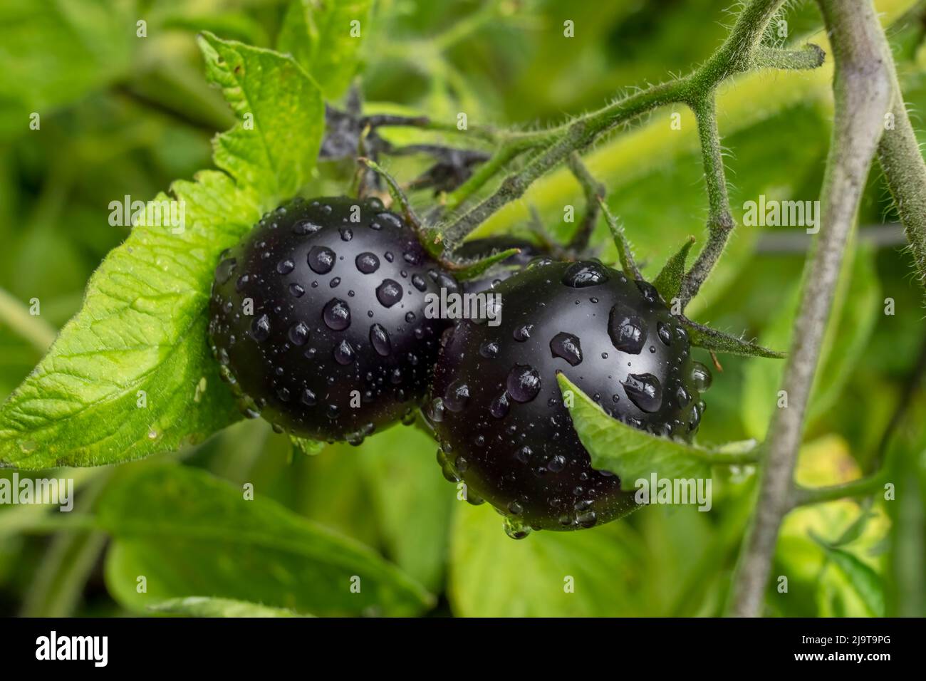 Issaquah, Staat Washington, USA. Tanzen mit Schlümpfe Kirschtomate Pflanze Stockfoto