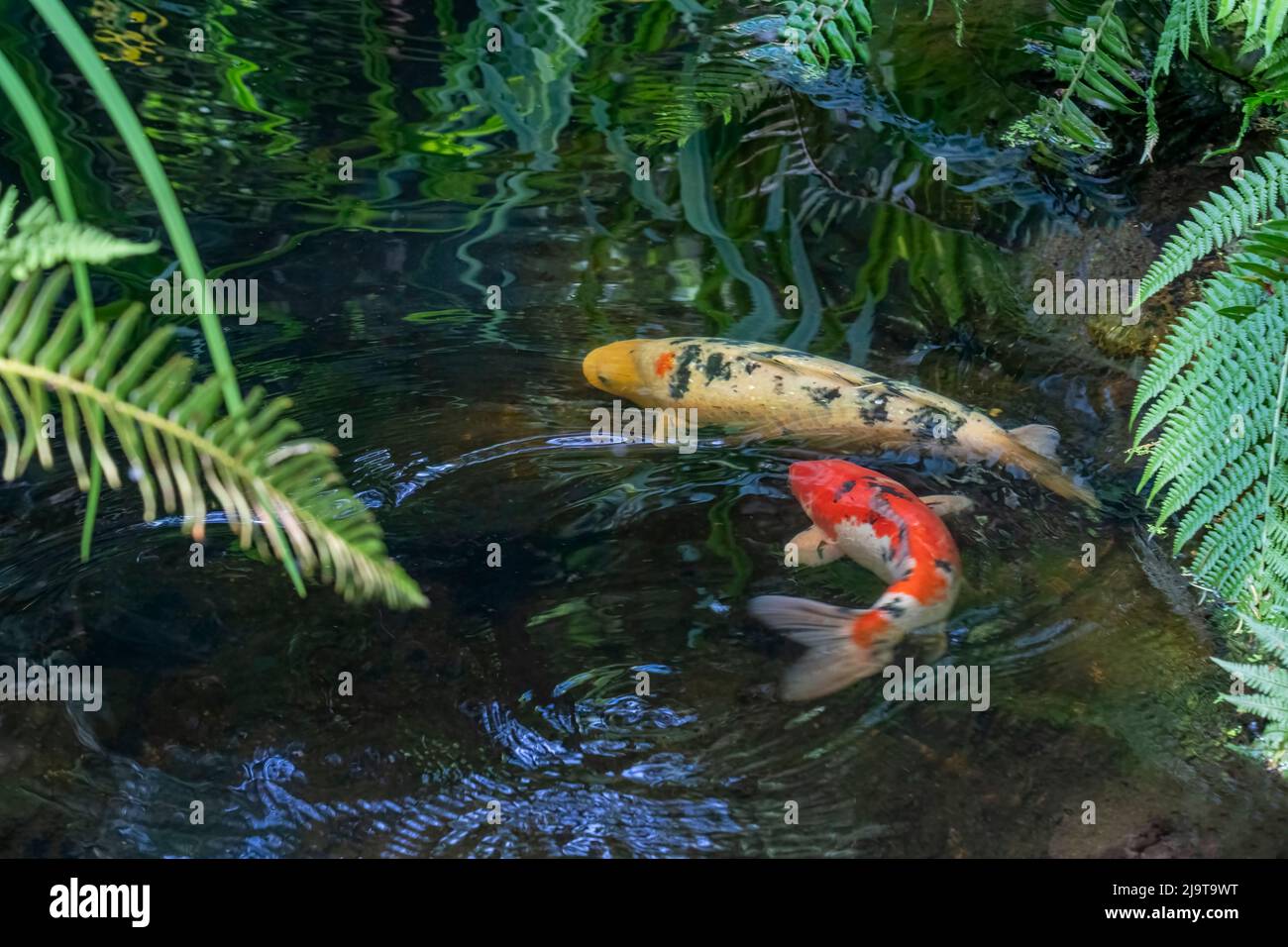 Issaquah, Staat Washington, USA. Große Koi schwimmen in einem Teich. Stockfoto