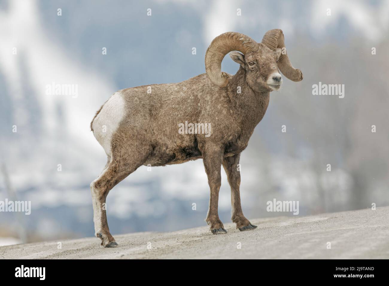 Bighorn Schafe im Winter. Grand Teton National Park, Wyoming Stockfoto