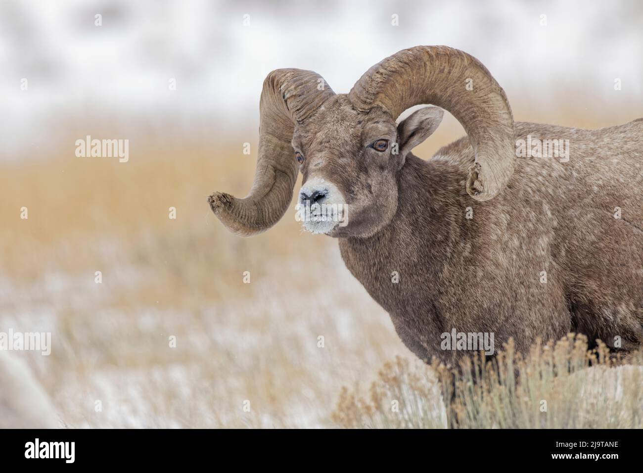 Bighorn Schafe im Winter. Grand Teton National Park, Wyoming Stockfoto