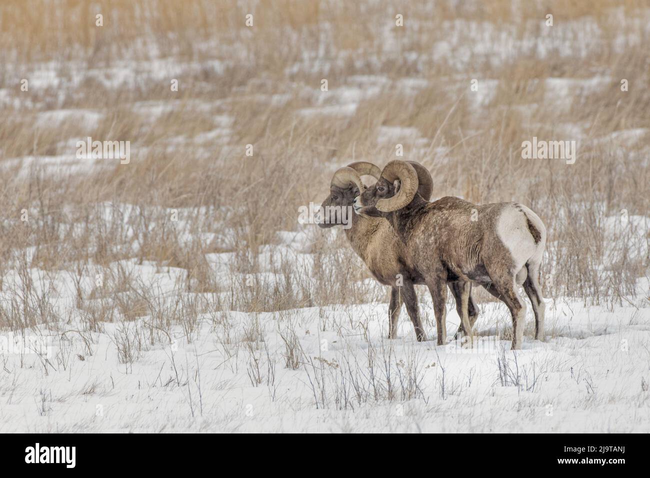 Bighorn Schafe im Winter. Grand Teton National Park, Wyoming Stockfoto