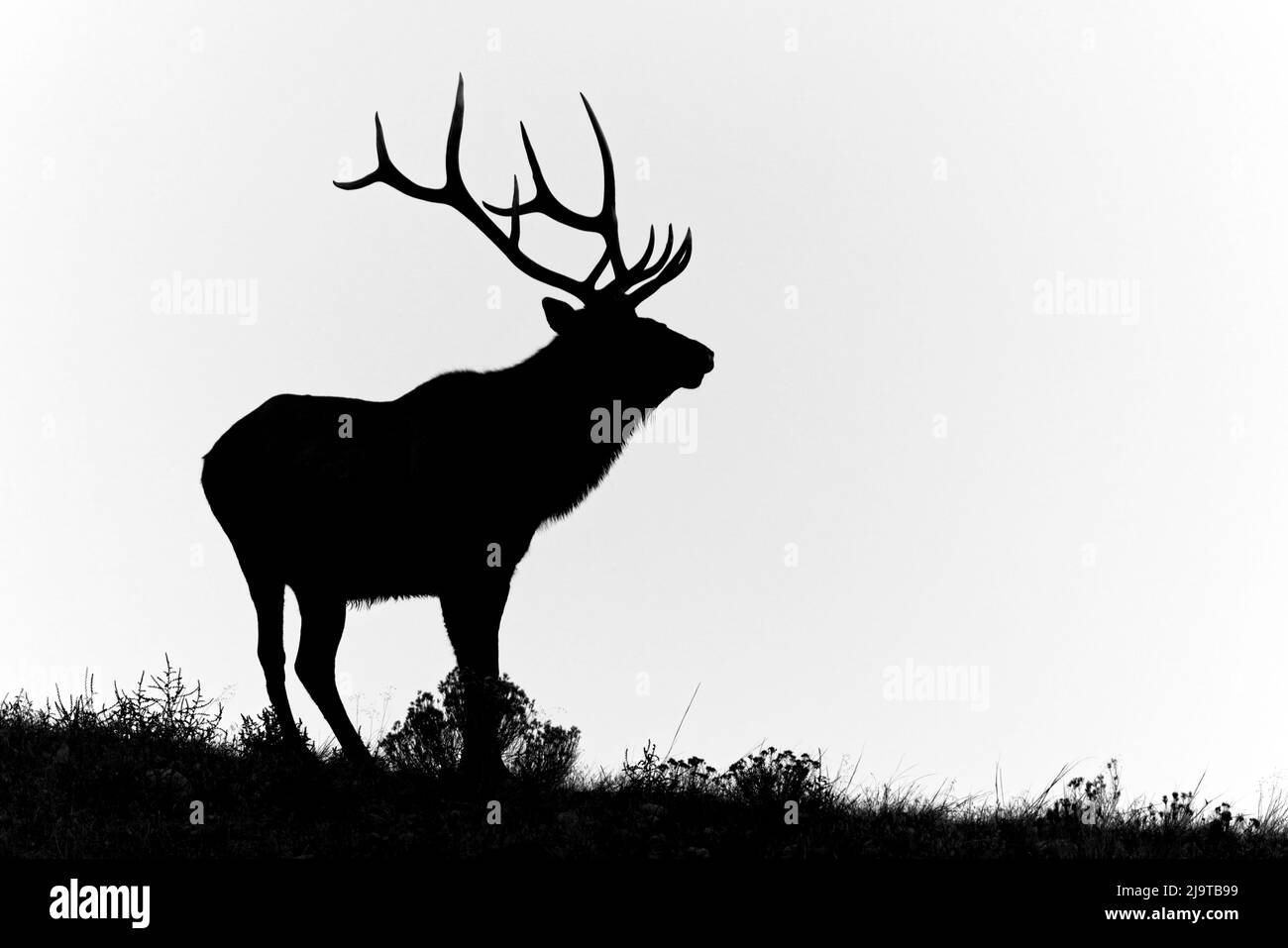 Bullenelch oder Wapiti-Silhouetten, Yellowstone-Nationalpark, Wyoming Stockfoto