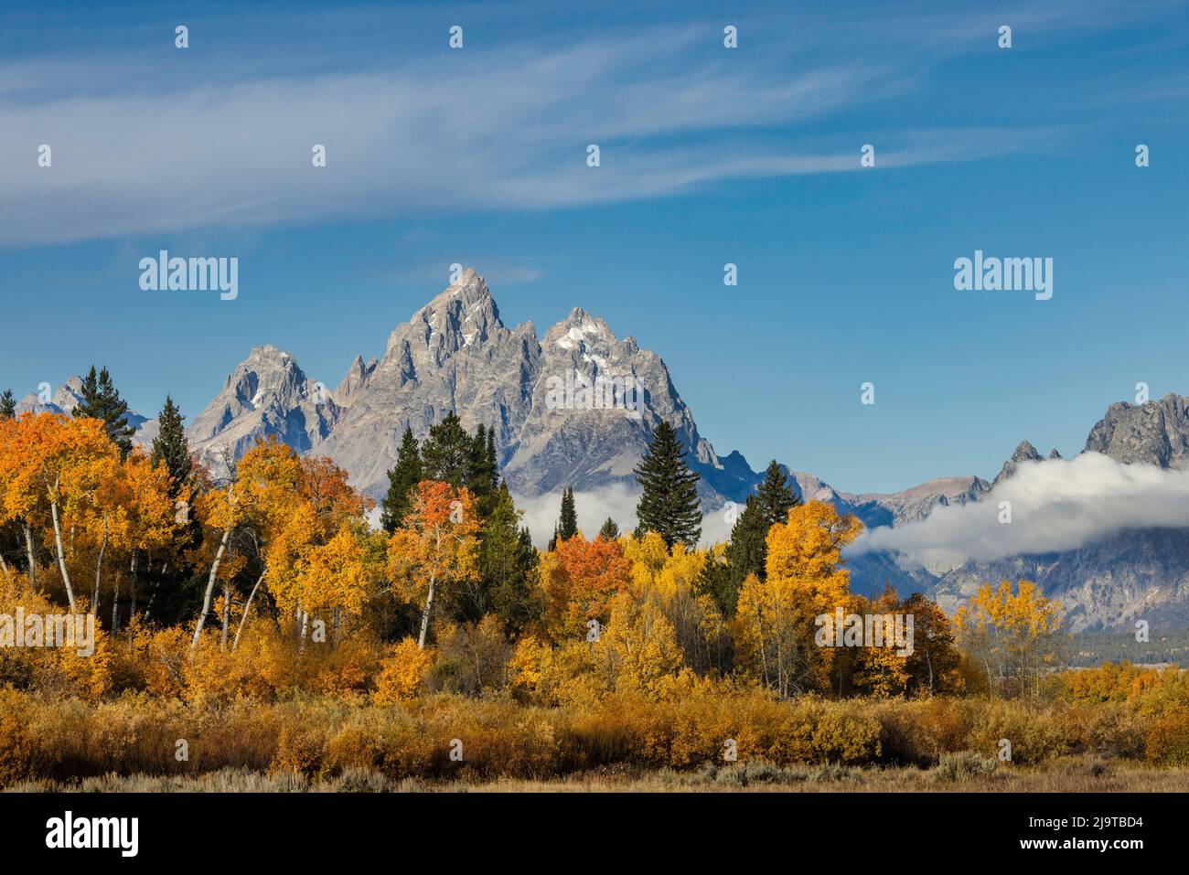 Golden Aspen Trees and Cathedral Group, Grand Teton National Park, Wyoming Stockfoto