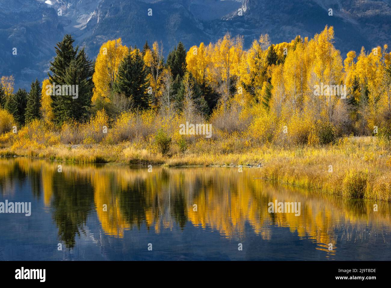 Herbstliche Baumwollbäume spiegeln sich auf dem Biberteich, Schwabacher Landing, Grand Teton National Park, Wyoming Stockfoto
