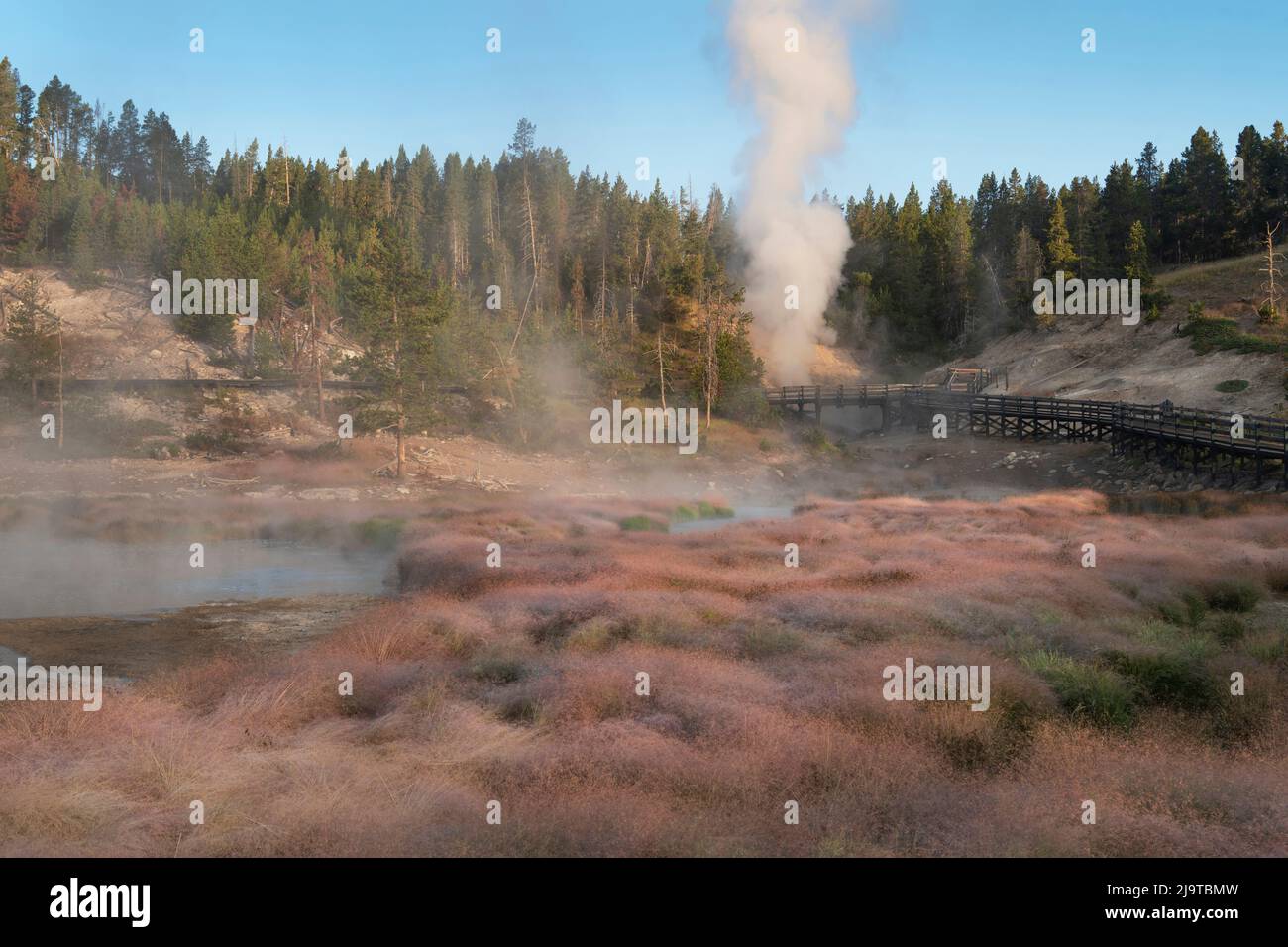 Dampf steigt aus der Drachenmündung im Mud Volcano Area, Yellowstone National Park. Stockfoto