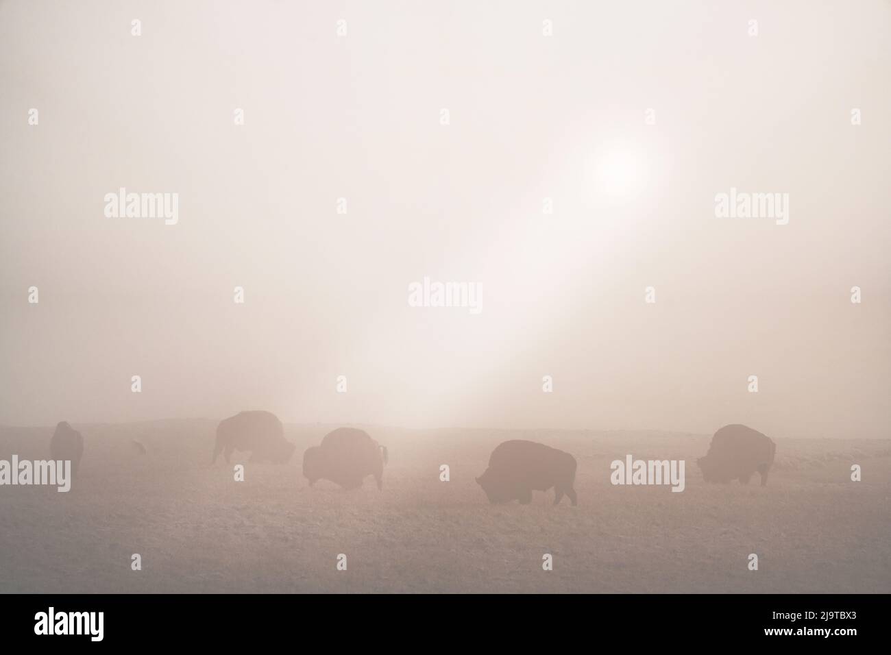 USA, Wyoming, Yellowstone National Park. Bison-Silhouetten im Nebel. Stockfoto