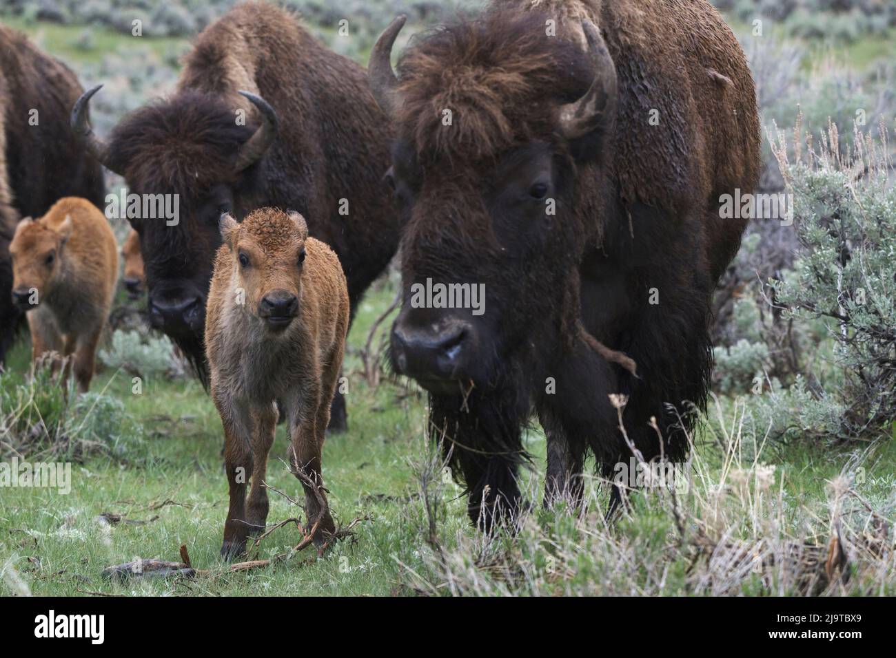 USA, Wyoming, Yellowstone National Park. Bisonkuh mit neugeborenem Kalb. Stockfoto