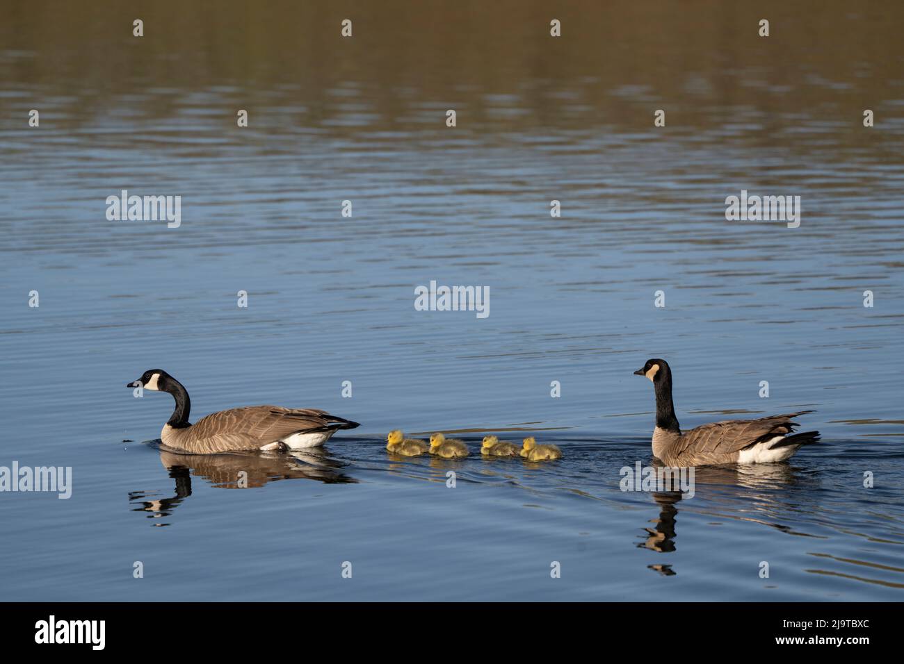 USA, Wyoming, Yellowstone National Park. Kanada Gans Männchen und Weibchen schwimmen mit vier Gänsen. Stockfoto