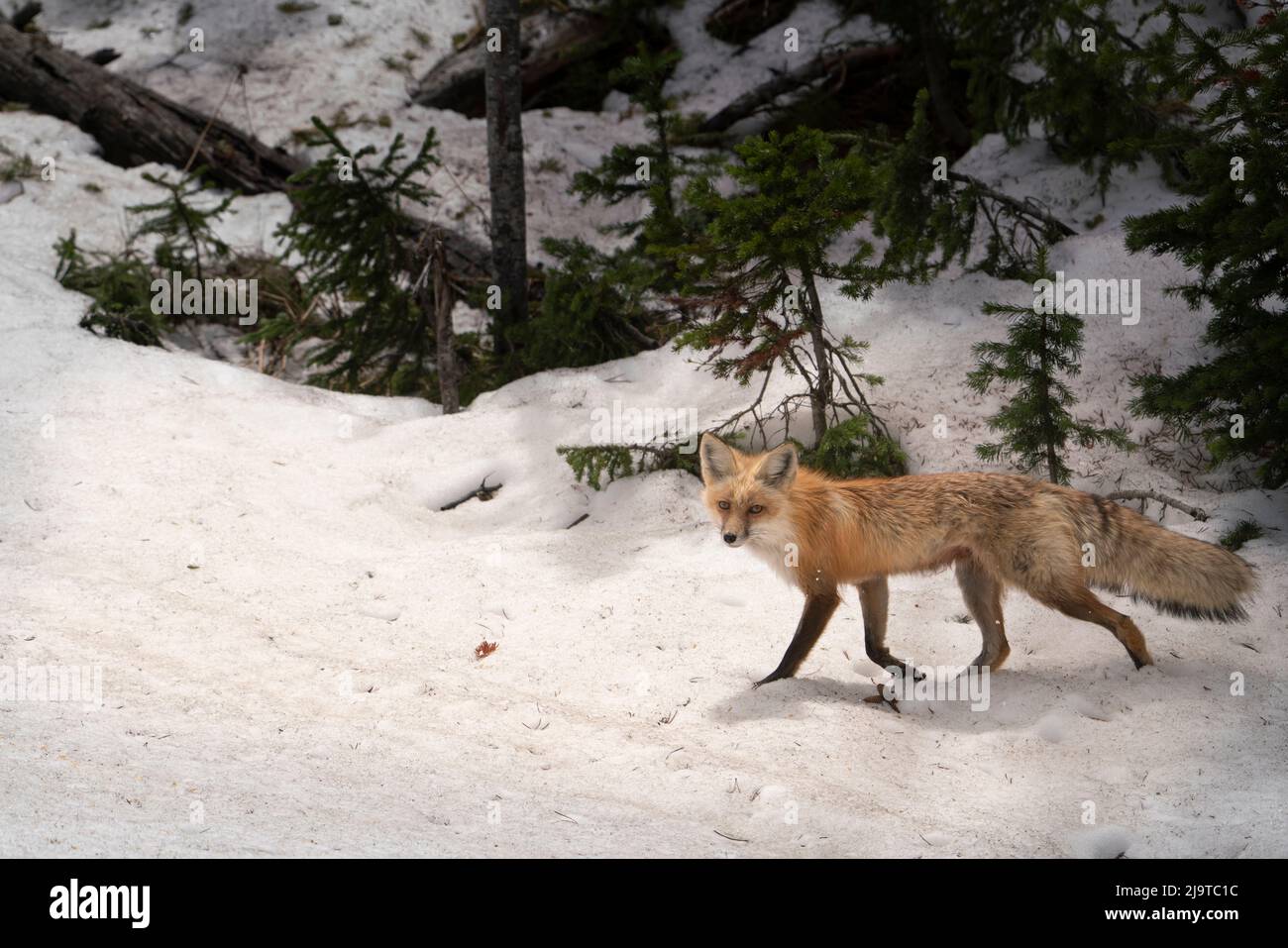 USA, Wyoming, Yellowstone National Park. Nahaufnahme des Rotfuchses in schneebedecktem Feld. Red Fox läuft über ein Schneefeld am Waldrand. Stockfoto