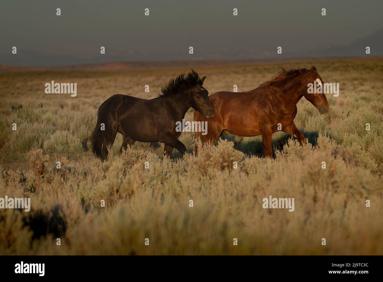USA, Wyoming. Wilde Pferde traben über Wüstensalbei, während sich der Regensturm nähert. Stockfoto
