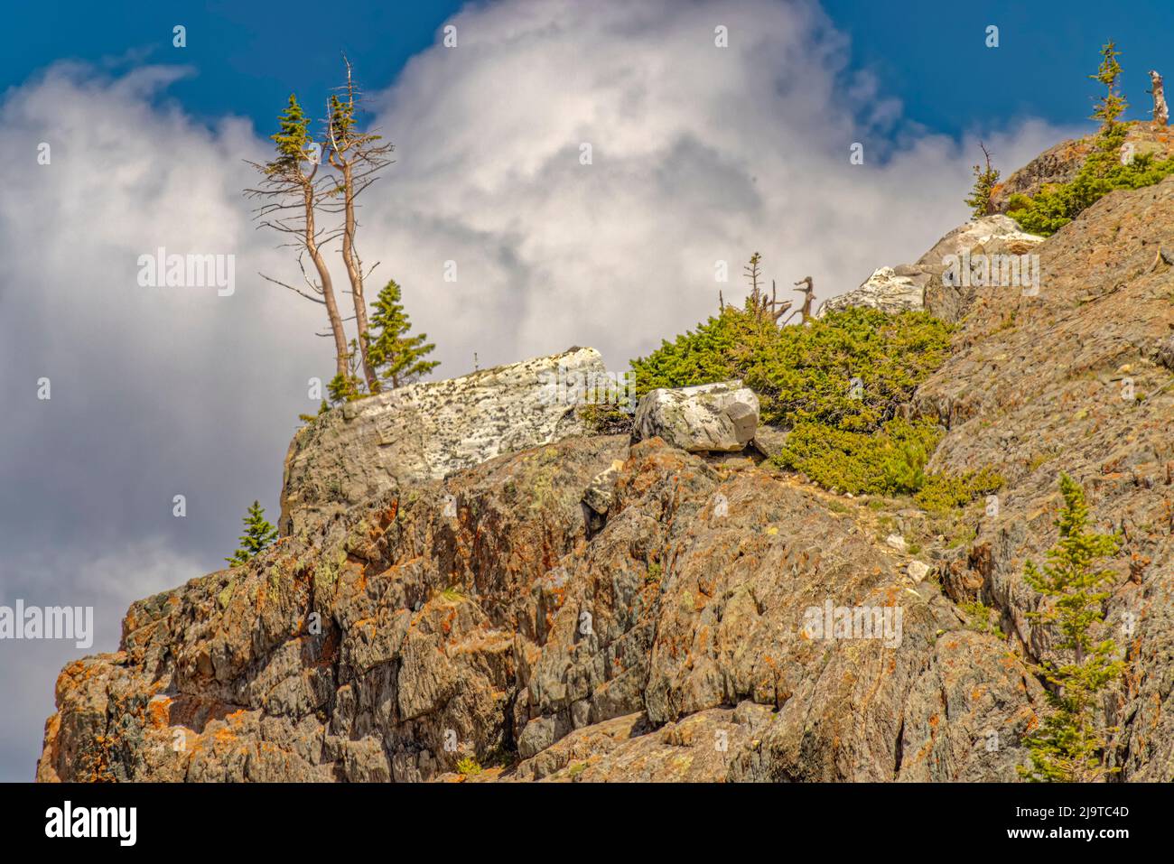 USA, Wyoming, Snowy Range. Kämpfende Kiefern, die aus Felsen wachsen. Stockfoto