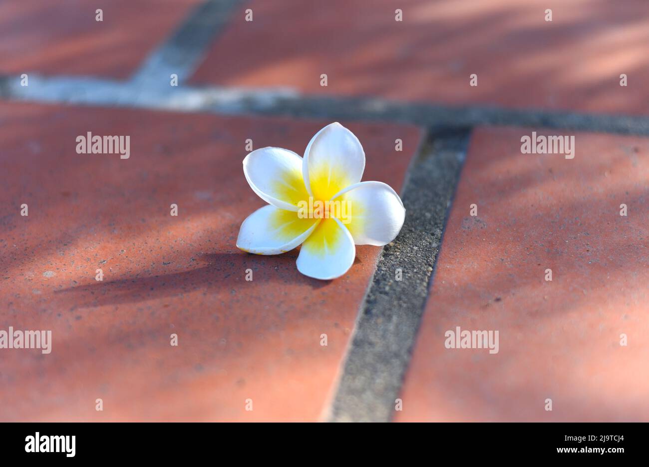 Eine weiße Plumeria auf dem Boden aus der Nähe Stockfoto