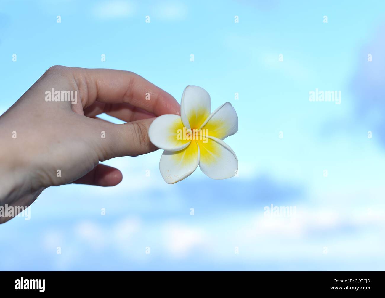 Hand hält weiße Plumeria Blume vor blauem Himmel Hintergrund Stockfoto