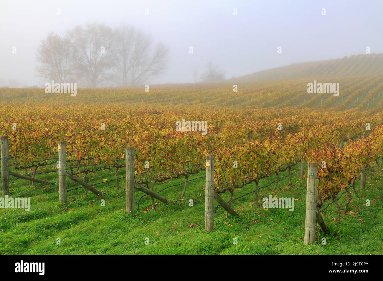 Ein herbstlicher Weinberg im Nebel. Fotografiert in der Hawke's Bay Region, Neuseeland Stockfoto