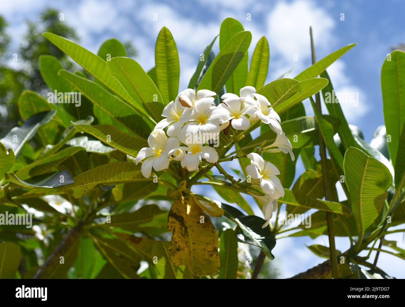 Viele Blumen aus weißem Plumeria vor blauem Himmel Hintergrund Stockfoto