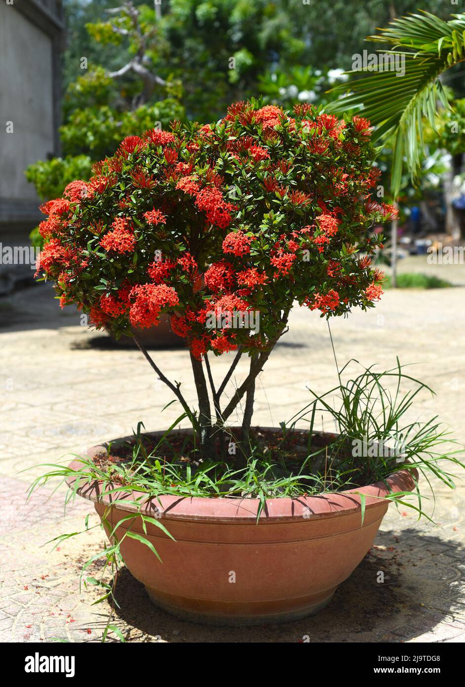 Ixora Blume der westindische Jasmin wächst in Nha Trang Stockfoto