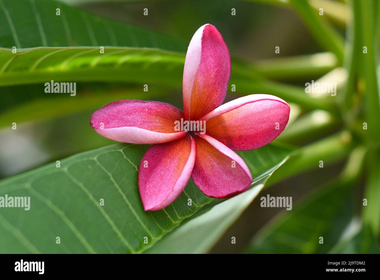 Viele Blüten von rosa Plumeria aus der Nähe Stockfoto