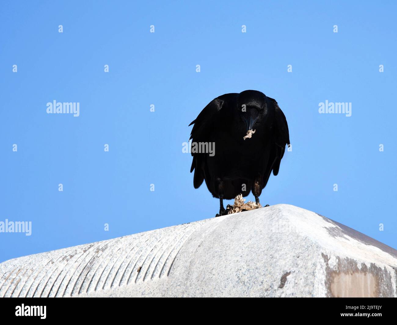 Amerikanische Krähe, Die Wespen Frisst Stockfoto