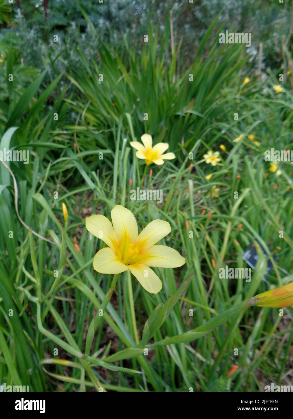 Frei blühende Moraea Collina, Kaptulip, Homeria collina, Homeria breyniana var. aurantiaca, Homeria breyniana var. aurantiaca in Nahaufnahme. Stockfoto