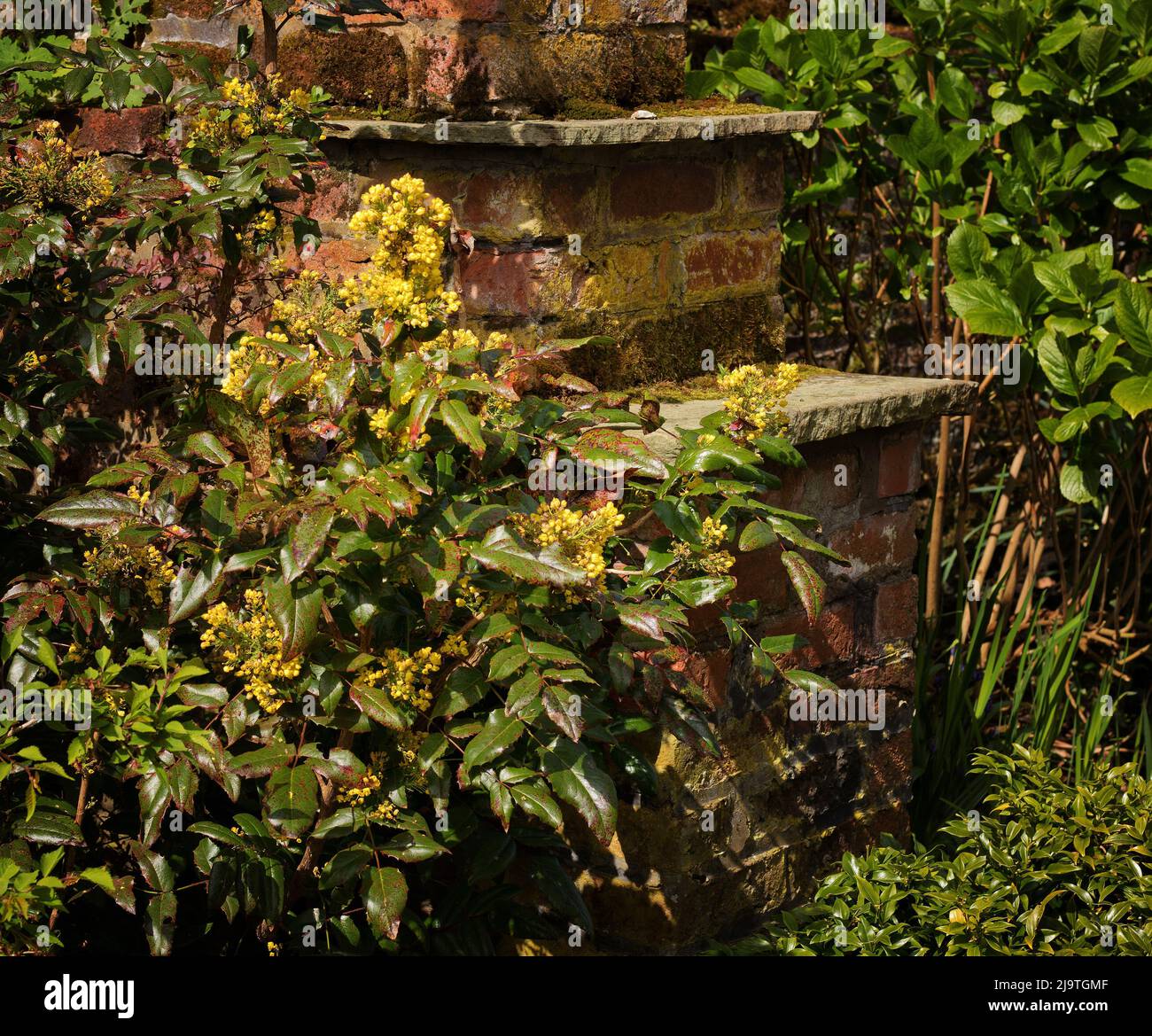 Frühlingsknospen auf Pflanzen in der Nähe einer abgestuften Wand in Lytham Hall Stockfoto