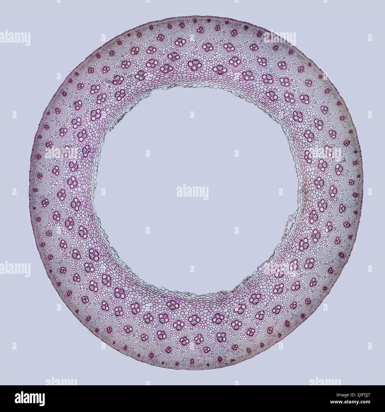 Bambus-Stiel im Garten, Hellfeld-Lichtmikrograph Stockfoto