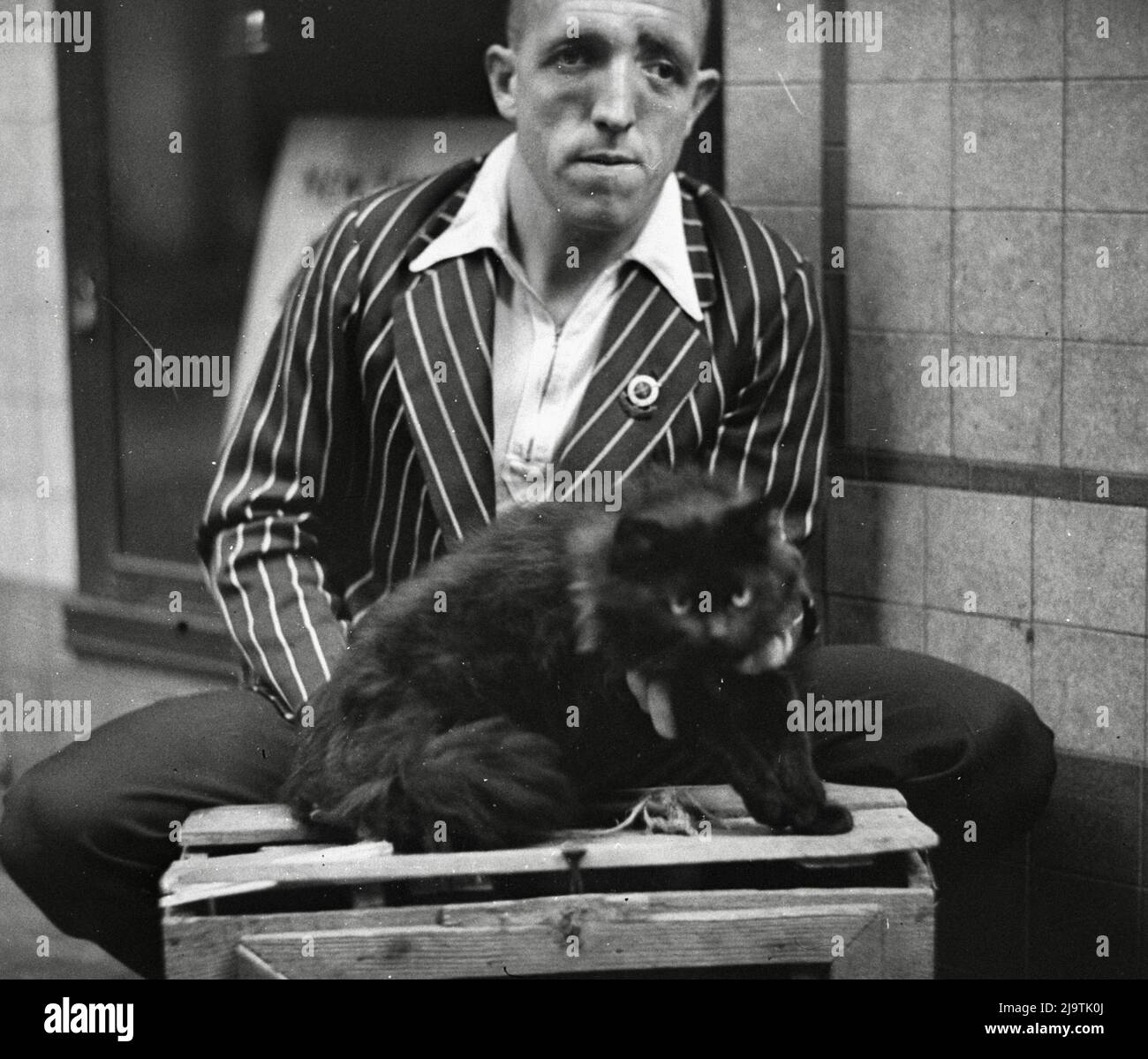 Sam Hood - Persian Cat - 1934 Stockfoto