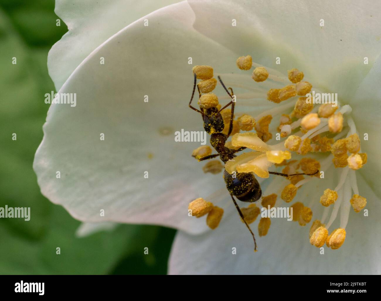 Insekt in einer Blume Stockfoto