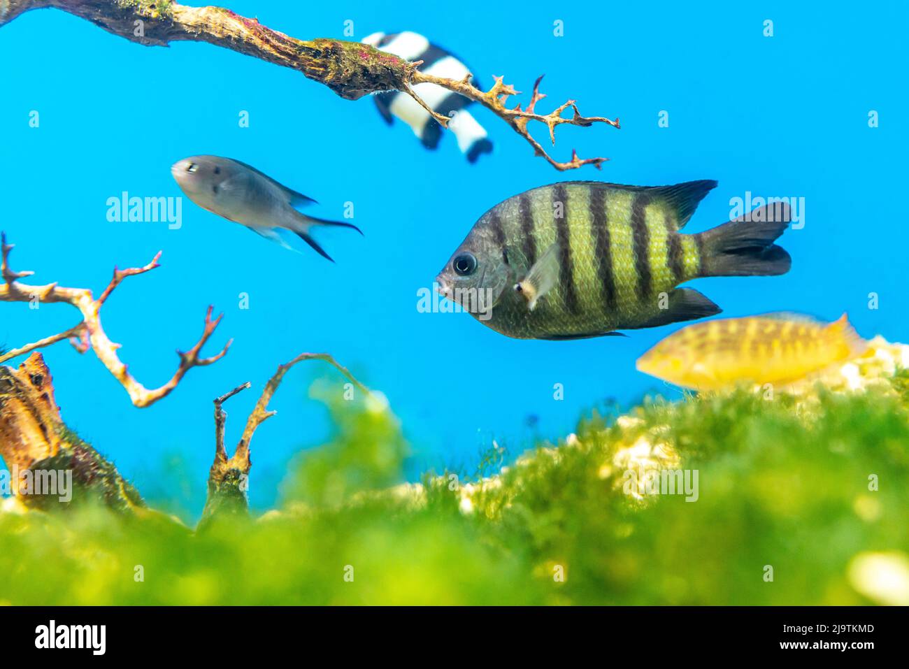 Angel Fische langen Schwanz schwimmen im Aquarium. Dieser Fisch lebt in der Regel im Amazonas-, Orinoco- und Essequibo-Flussgebiet im tropischen Südamerika. Stockfoto