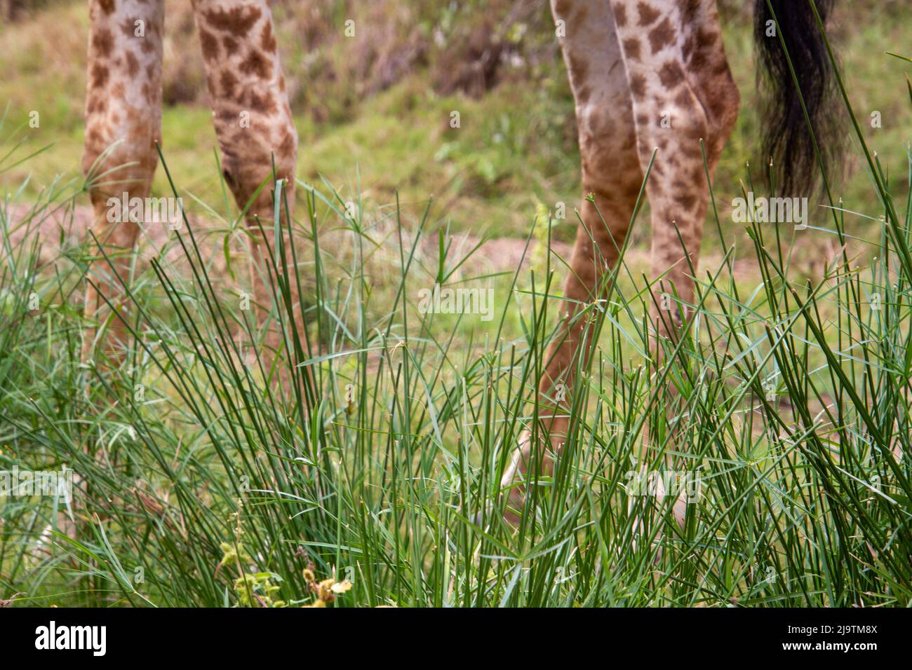 Die Beine und der Schwanz einer in der Wildnis isolierten Giraffe Stockfoto