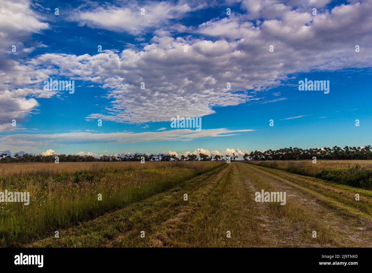 Kissimmee Prairie Preserve State Park, Florida Stockfoto