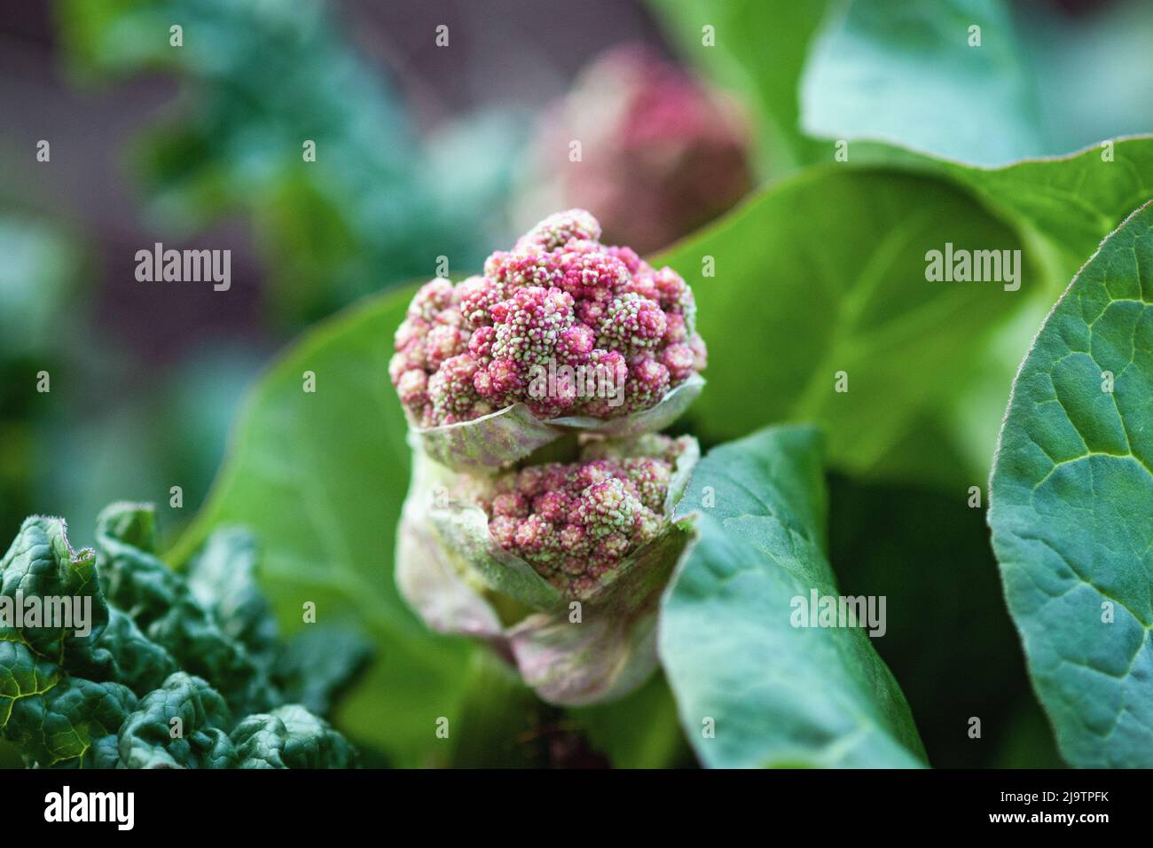 Rhabarberpflanze blüht aus der Nähe, Rheum australe, indische Rhabarberblüte Knospe Stockfoto