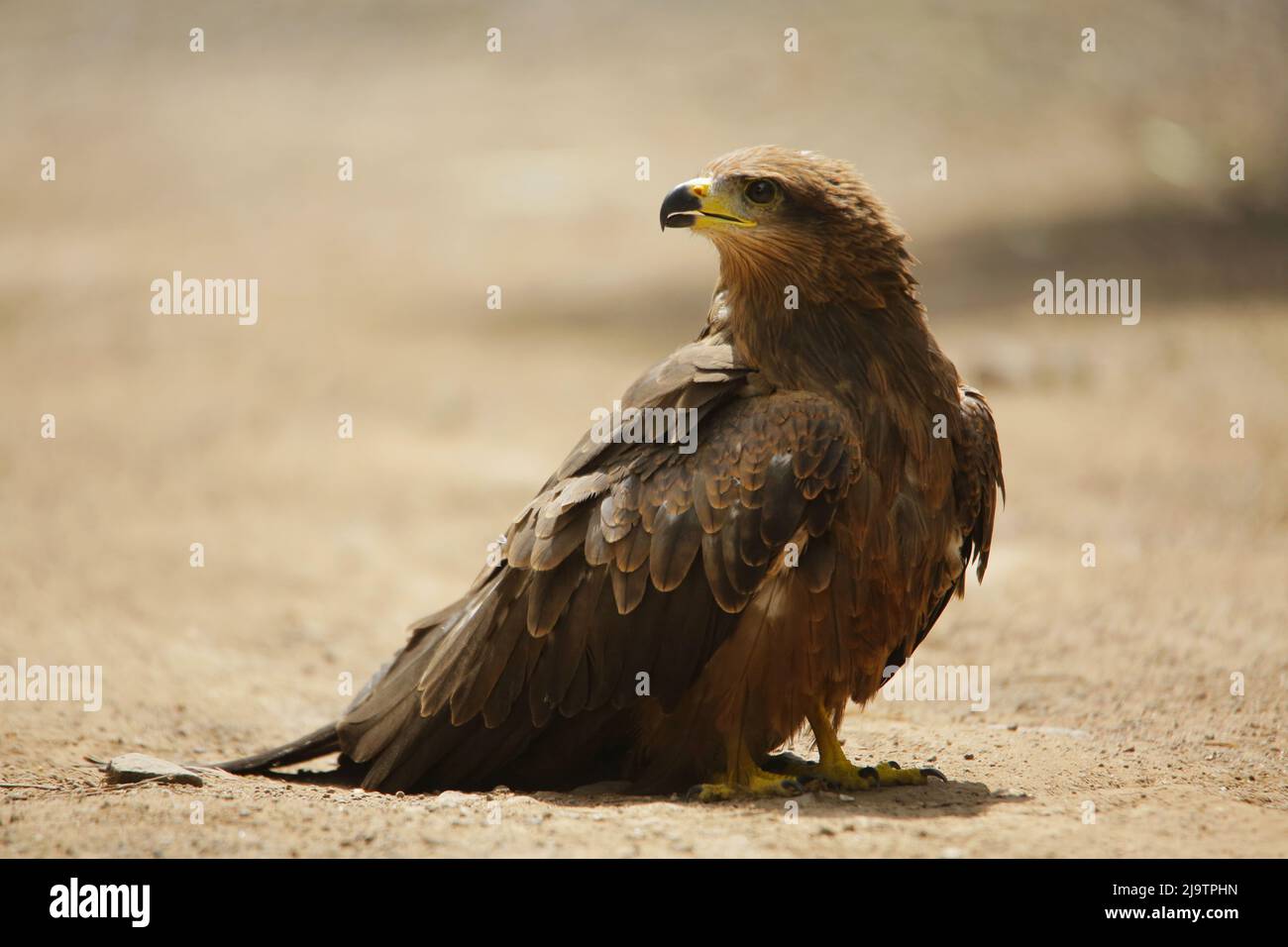 Schwarzer Drachen, Milvus migrans, Satara, Maharashtra, Indien Stockfoto