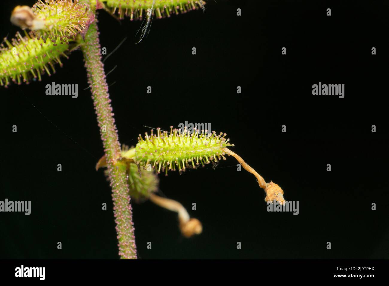 Cheirostylis parvifolia terrestrische Pflanze, Satara, Maharashtra, Indien Stockfoto